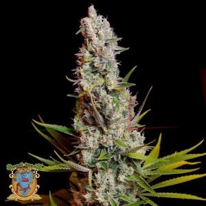Sweet Cheese - Sweet Seeds