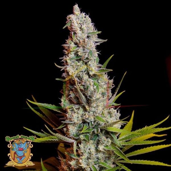 Sweet Cheese - Sweet Seeds