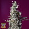 SWEET CHERRY PIE