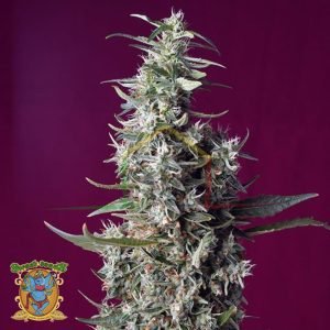 SWEET CHERRY PIE