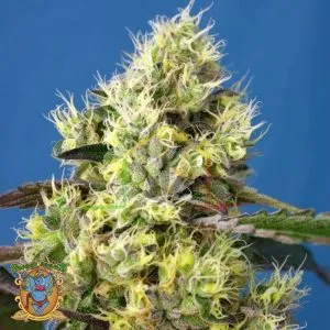 Sweet Gelato Auto - Sweet Seeds