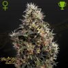 Sweet Mango Auto - Green House Seeds