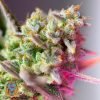 Sweet Mimosa XL Auto - Sweet Seeds