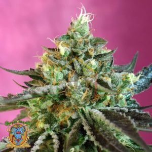 Sweet Nurse Auto CBD - Sweet Seeds
