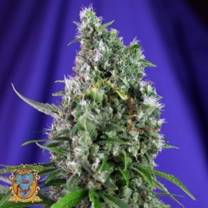 Sweet Trainwreck - Sweet Seeds