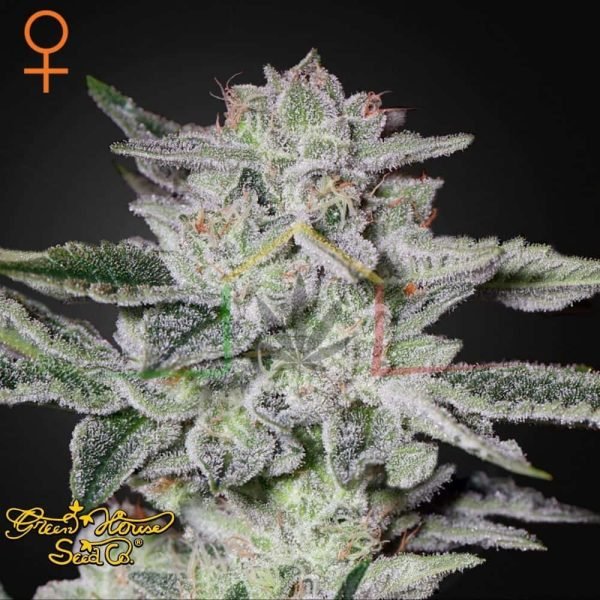 Sweet Valley Kush - Green House Seeds
