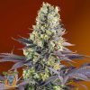 Sweet Zenzation - Sweet Seeds