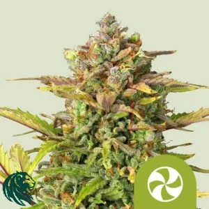 Sweet ZZ Automatic - Royal Queen Seeds