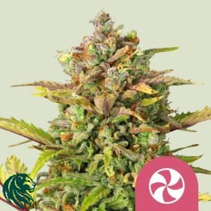 Sweet ZZ - Royal Queen Seeds