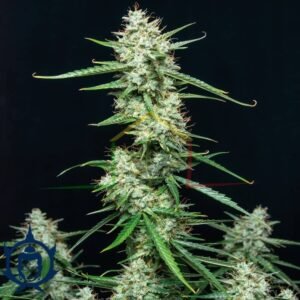 BUDDHA SYRUP AUTO