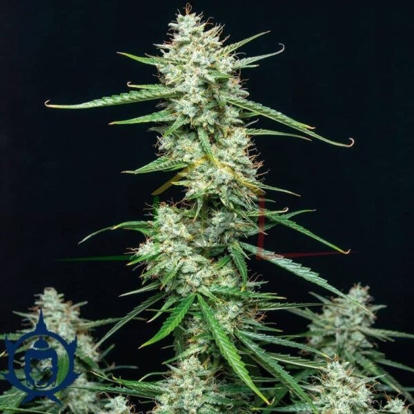 BUDDHA SYRUP AUTO