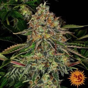 Tangerine Dream Auto - Barney's Farm