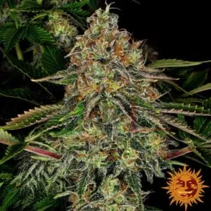 Tangerine Dream Auto de Barney's Farm 
