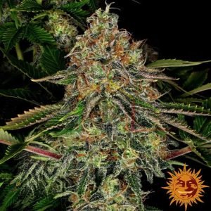 Tangerine Dream Auto - Barneys' Farm