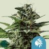 Tatanka Pure CBD - Royal Queen Seeds