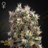 The Church - Green House Seeds