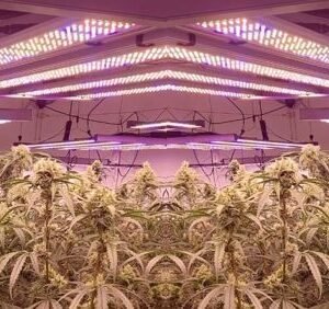 ILUMINACIÓN LED