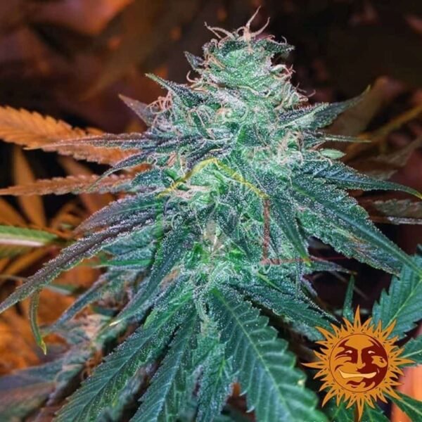 Triple Cheese - Barney's Farm