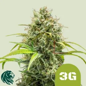 Triple G Auto - Royal Queen Seeds