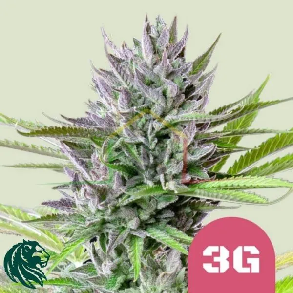 Triple G - Royal Queen Seeds