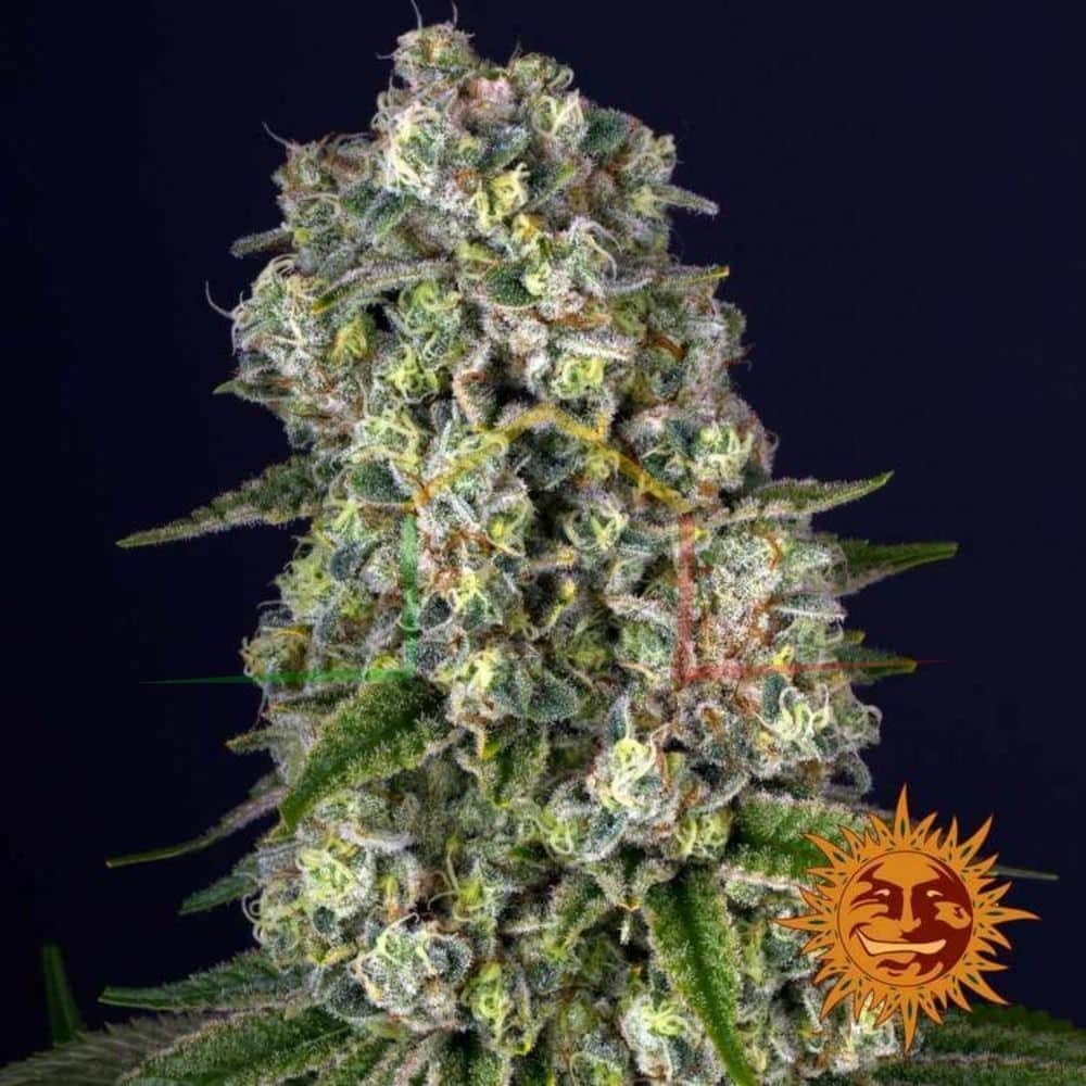 Tropicanna Banana - Barney's Farm