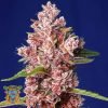 Tropicanna Poison f1 Fast Version - Sweet Seeds