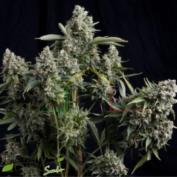 Tutankhamon - Pyramid Seeds