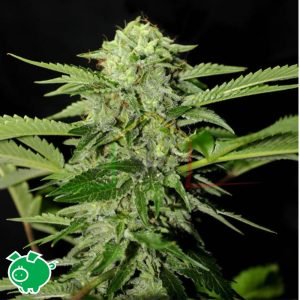 Txees Bilbo - Genehtik Seeds
