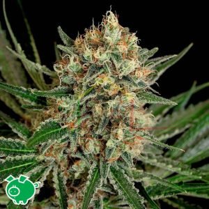 Txerri Bilbo Haze - Genehtik Seeds