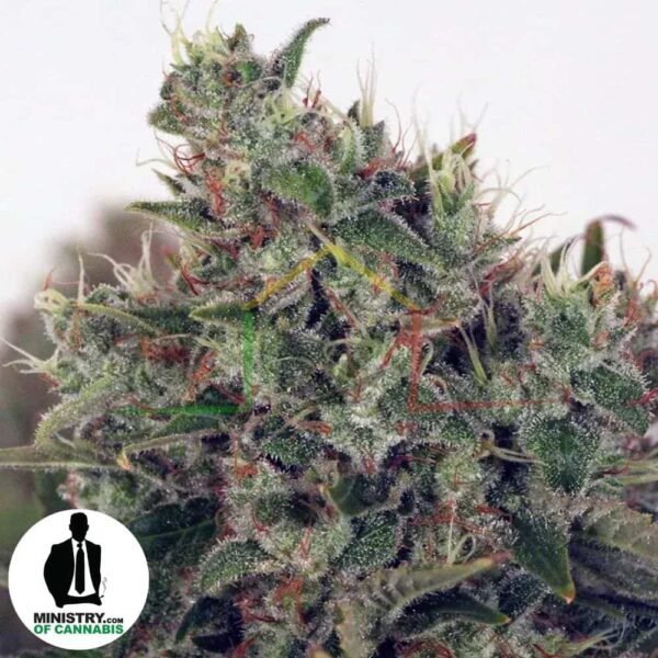 ultra white amnesia Ministry of cannabis