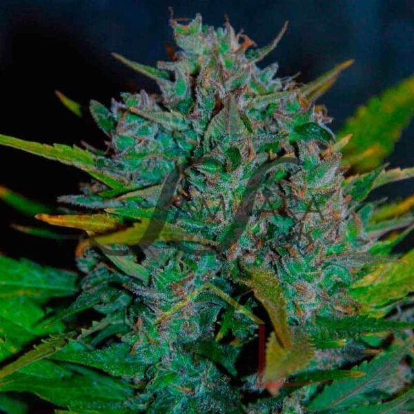 Ultraviolet Auto - Samsara Seeds
