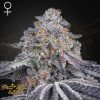 Velvet Moon - Green House Seeds