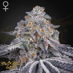 Velvet Moon - Green House Seeds