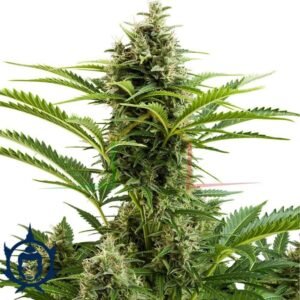 BUDDHA VESTA AUTO