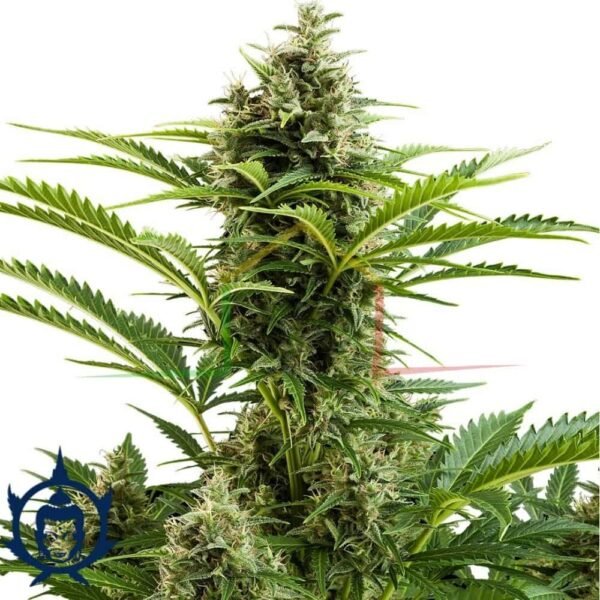 BUDDHA VESTA AUTO