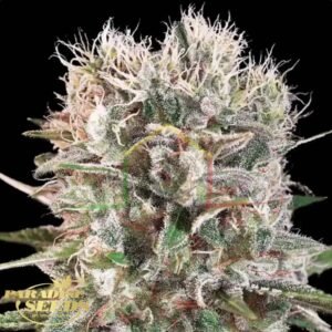 Wappa - Paradise Seeds