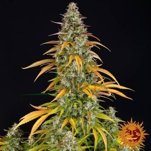 Watermelon Zkittlez Auto - Barney's Farm