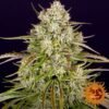 Wedding Cake Auto - Barney's Farm