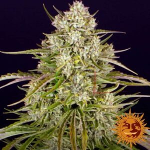 Wedding Cake Auto - Barney's Farm
