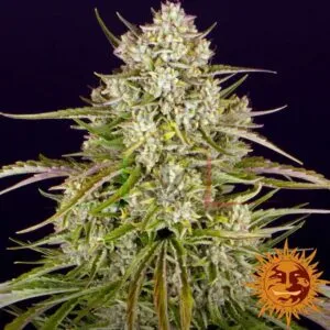 Wedding Cake Auto - Barney's Farm