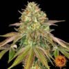 Wedding Cake - Barney's Farm