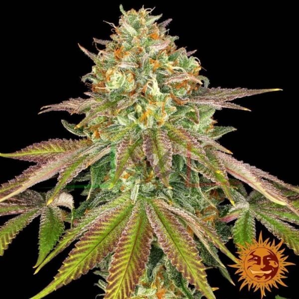 Wedding Cake - Barney's Farm