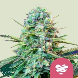 Wedding Crasher - Royal Queen Seeds