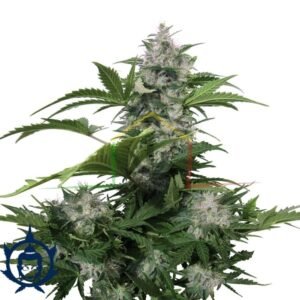 WHITE DWARF AUTO