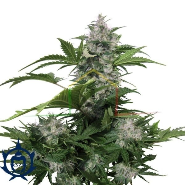 WHITE DWARF AUTO