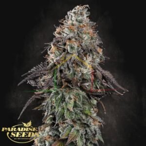 White Noise - Paradise Seeds