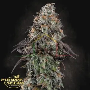 White Noise - Paradise Seeds