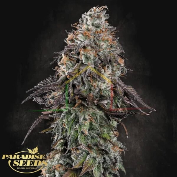 White Noise - Paradise Seeds