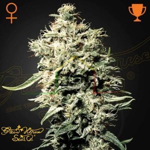 White Rhino - Green House Seeds