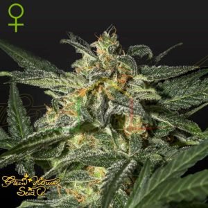 White Widow Auto - Green House